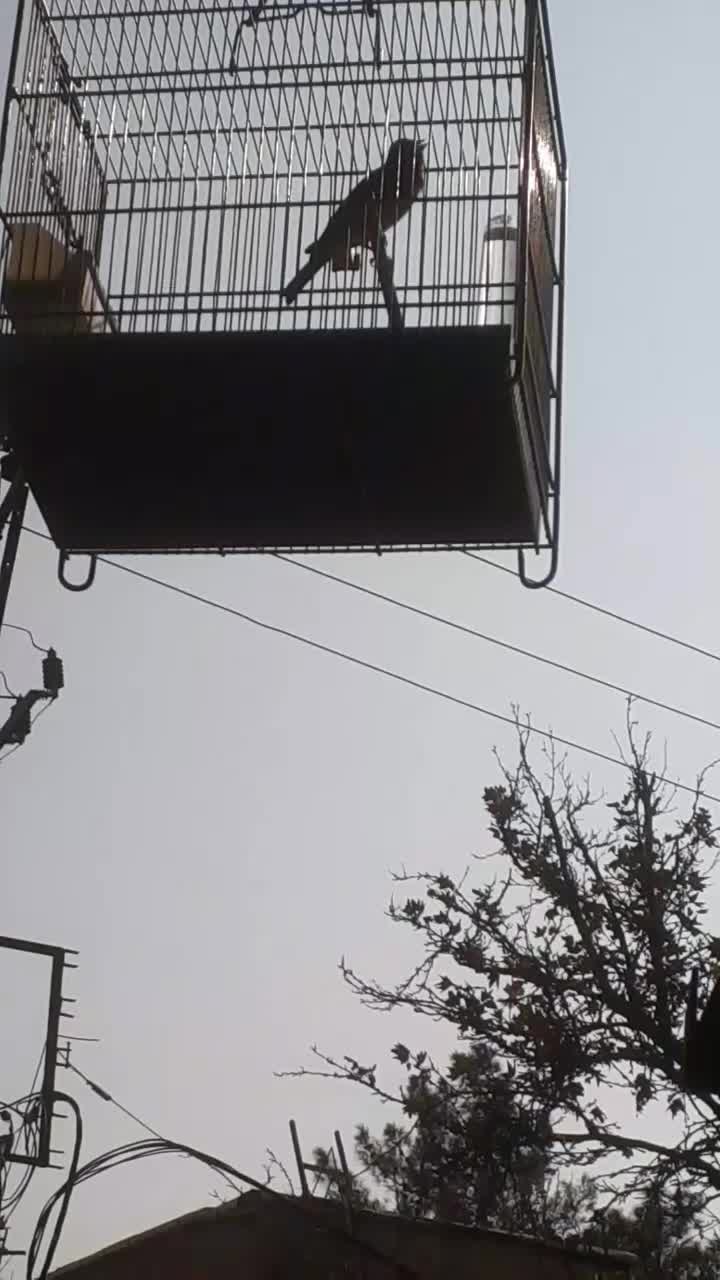 سهره قناری دهن لر|پرنده|بروجرد, |دیوار