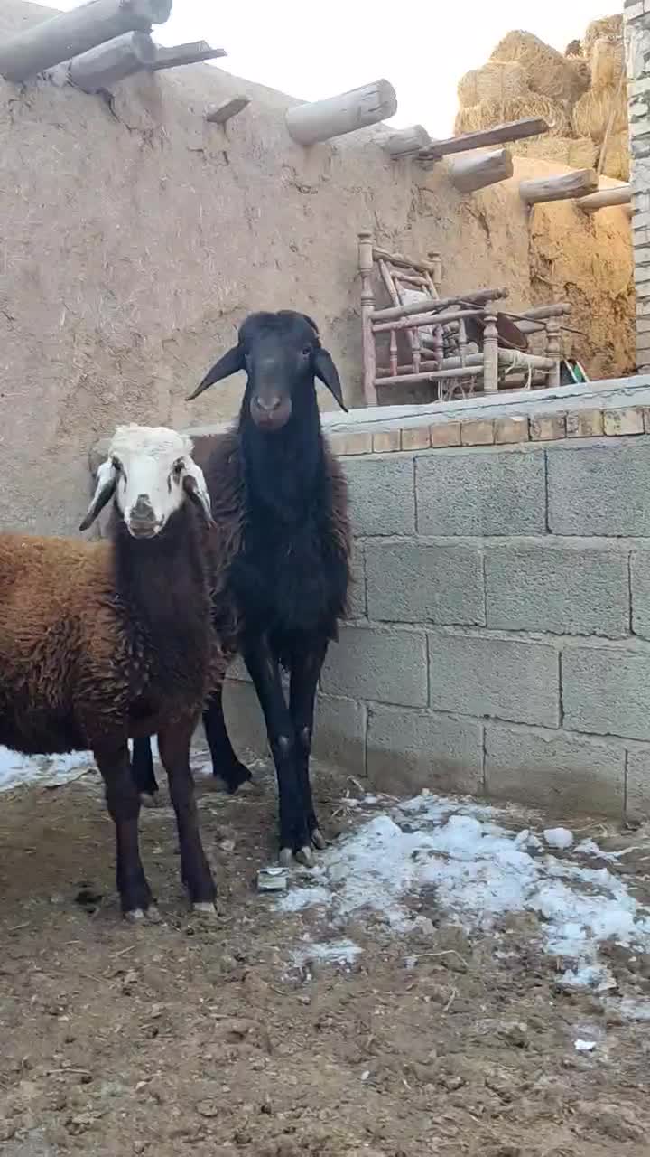 قوچ|حیوانات مزرعه|صوفیان, |دیوار