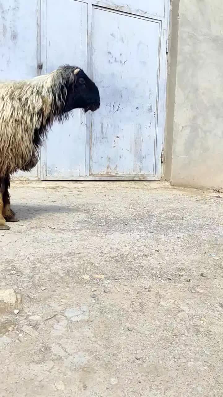 قوچ میش بره|حیوانات مزرعه|شهرکرد, |دیوار