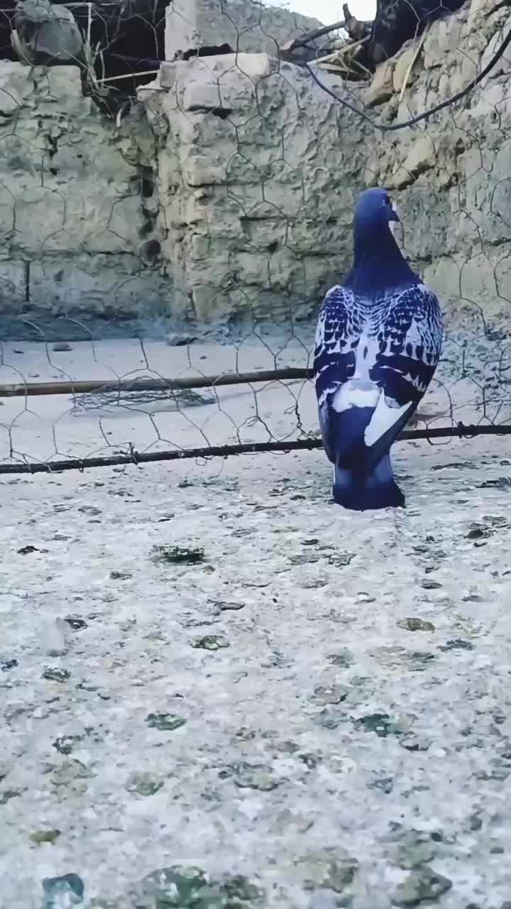 کبوترمسافتی|پرنده|زهک, |دیوار