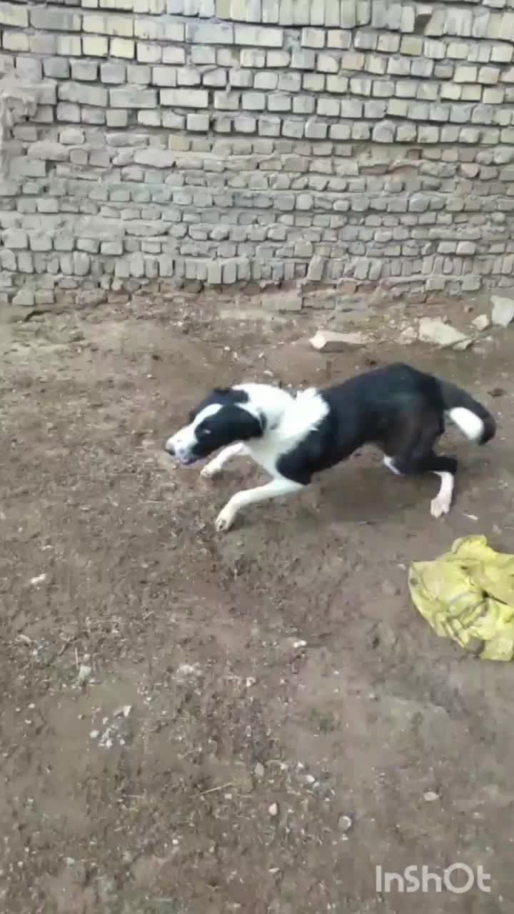 سگ نگهبان|سگ|محلات, |دیوار