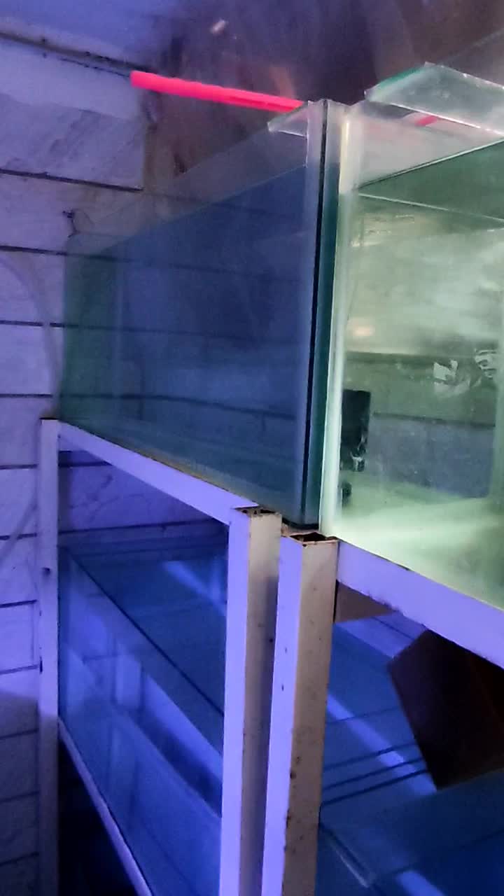 پایه اکواریوم پرورش ماهیان زینتی|ماهی|قم, باغ شریفی|دیوار