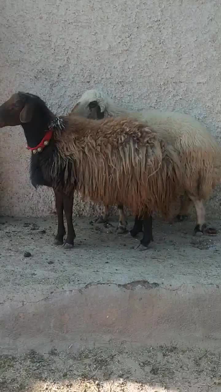 دو عدد قوچ ۲ساله|حیوانات مزرعه|بادرود, |دیوار