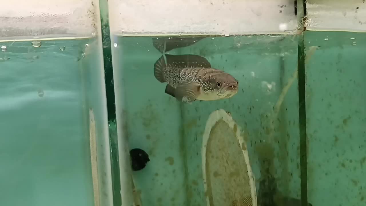 ماهی چانا و گورامی جاینت و تگزاس و ردتیل البینو|ماهی|شیراز, غدیر شمالی|دیوار