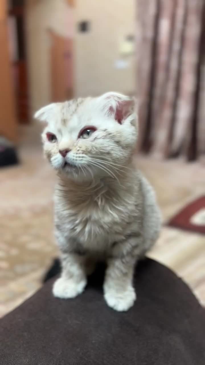 گربه|گربه|زاهدان, |دیوار