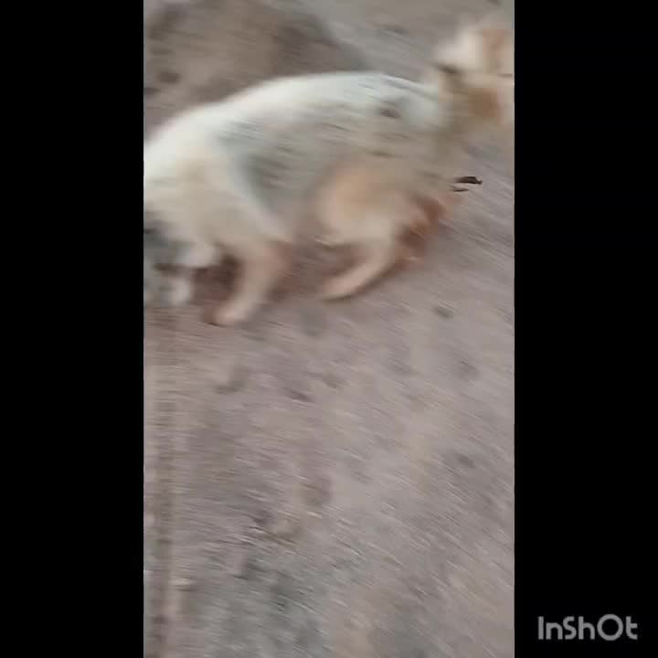 سگ هاسکی|سگ|شوشتر, |دیوار