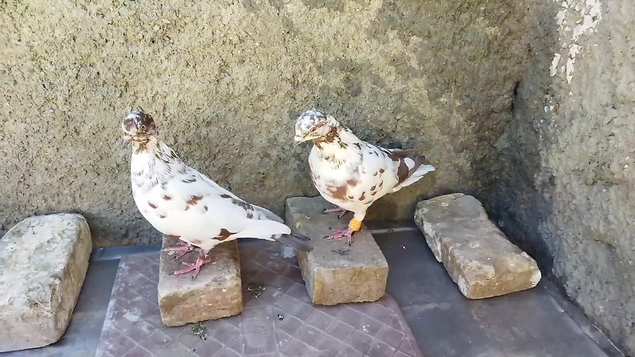 کفتر|پرنده|زاهدان, |دیوار