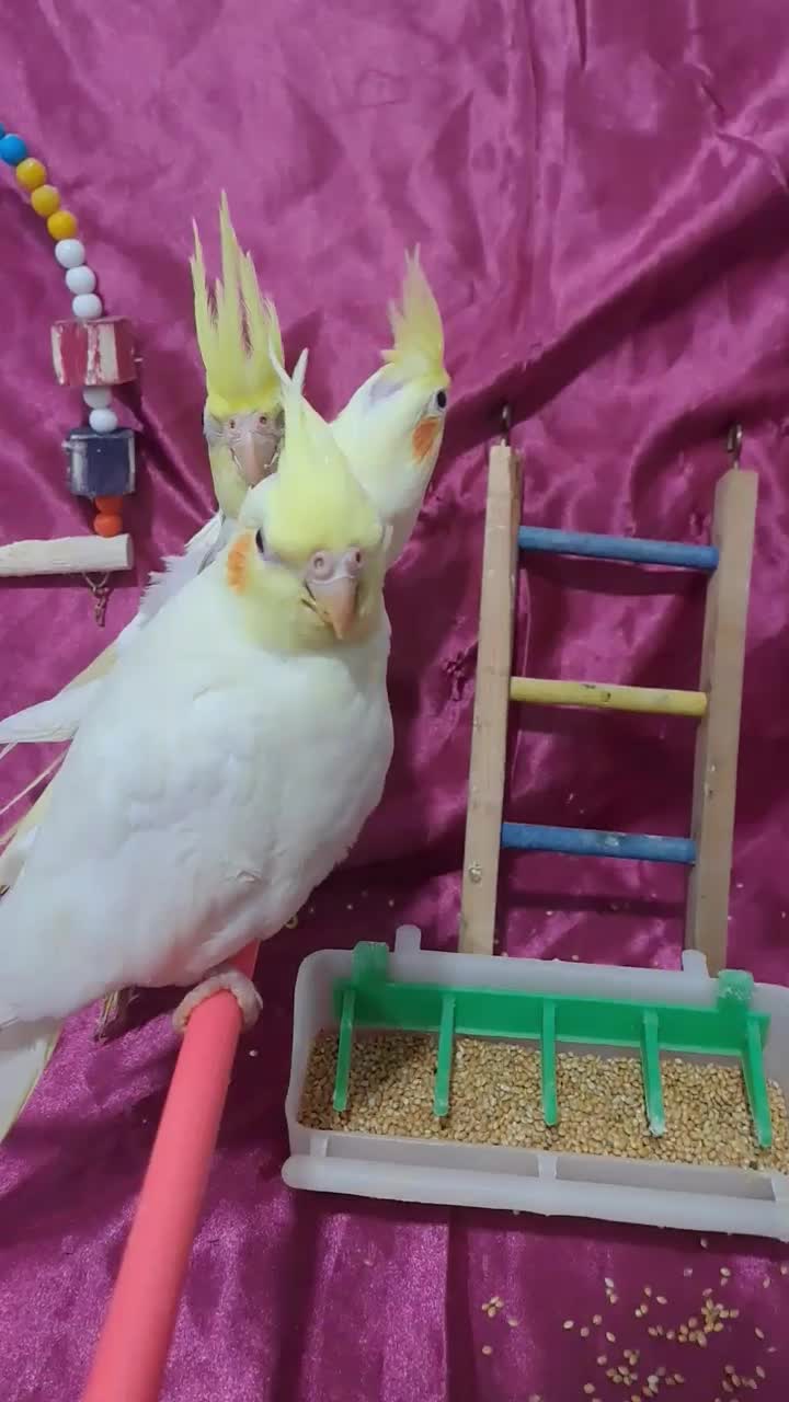 عروس هلندی سرلاکی مرغ عشق قناری طوطی کبوتر فنچ|پرنده|بجنورد, |دیوار