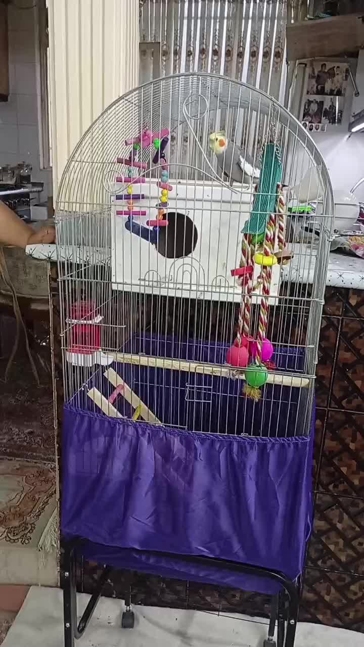 یک جفت عروس هلندی سخنگو|پرنده|اسلامشهر, شهرک محمدیه|دیوار