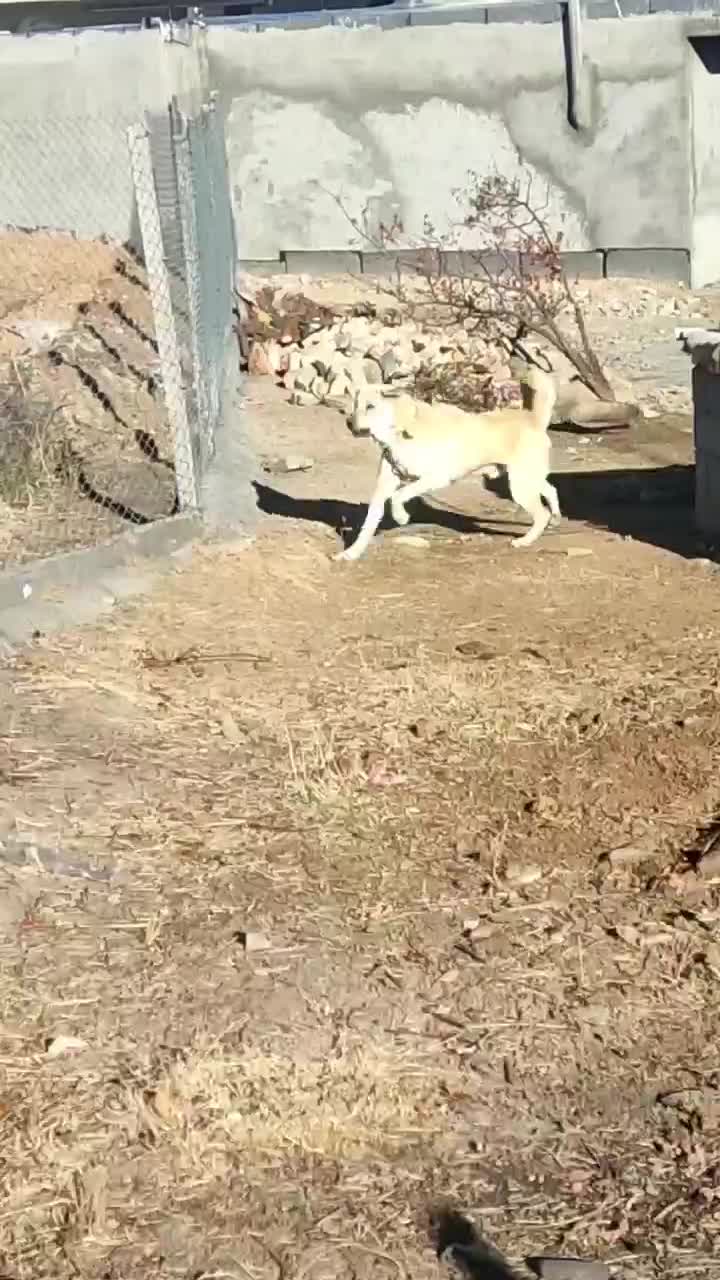 سگ پژدر|سگ|سنندج, |دیوار