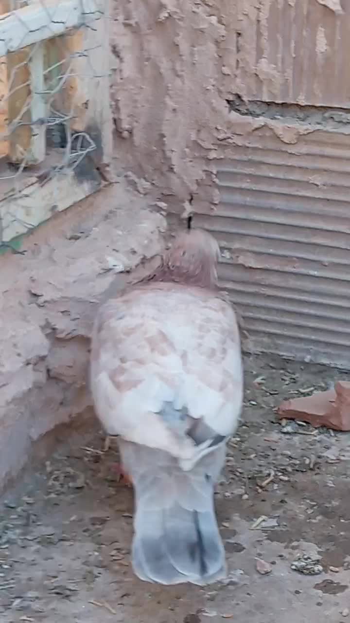 4عدد|پرنده|عطاملک, |دیوار