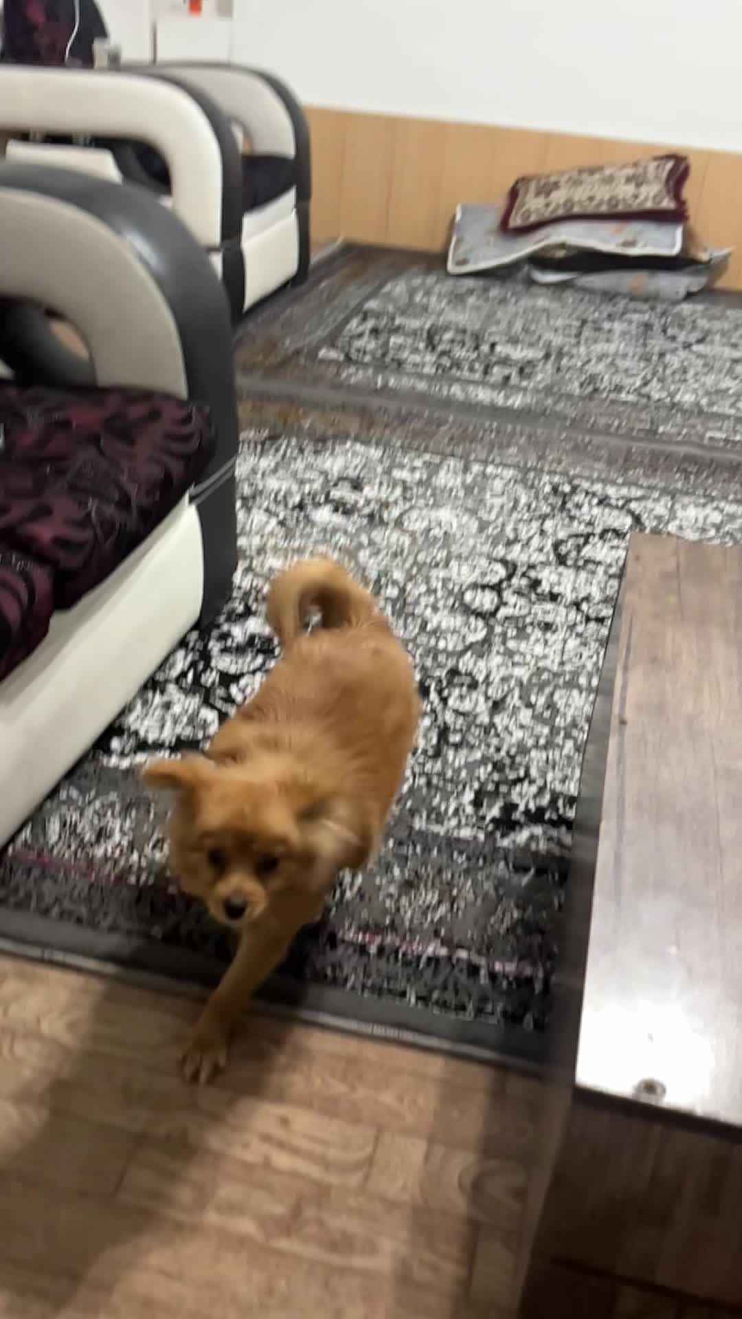 سگ پامر|سگ|سنندج, |دیوار