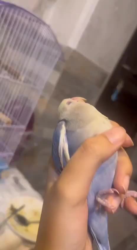 جوجه دوماهه طوطی برزیلی|پرنده|ری, دولتآباد|دیوار