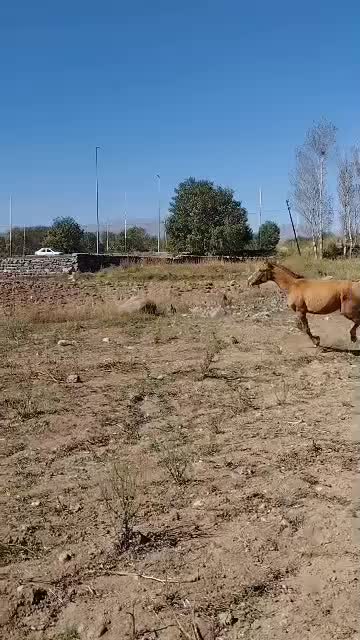 اسب|اسب و تجهیزات اسب‌سواری|اردبیل, |دیوار