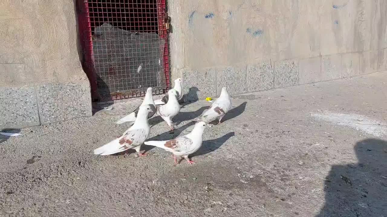 گرده دار|پرنده|بروجرد, |دیوار