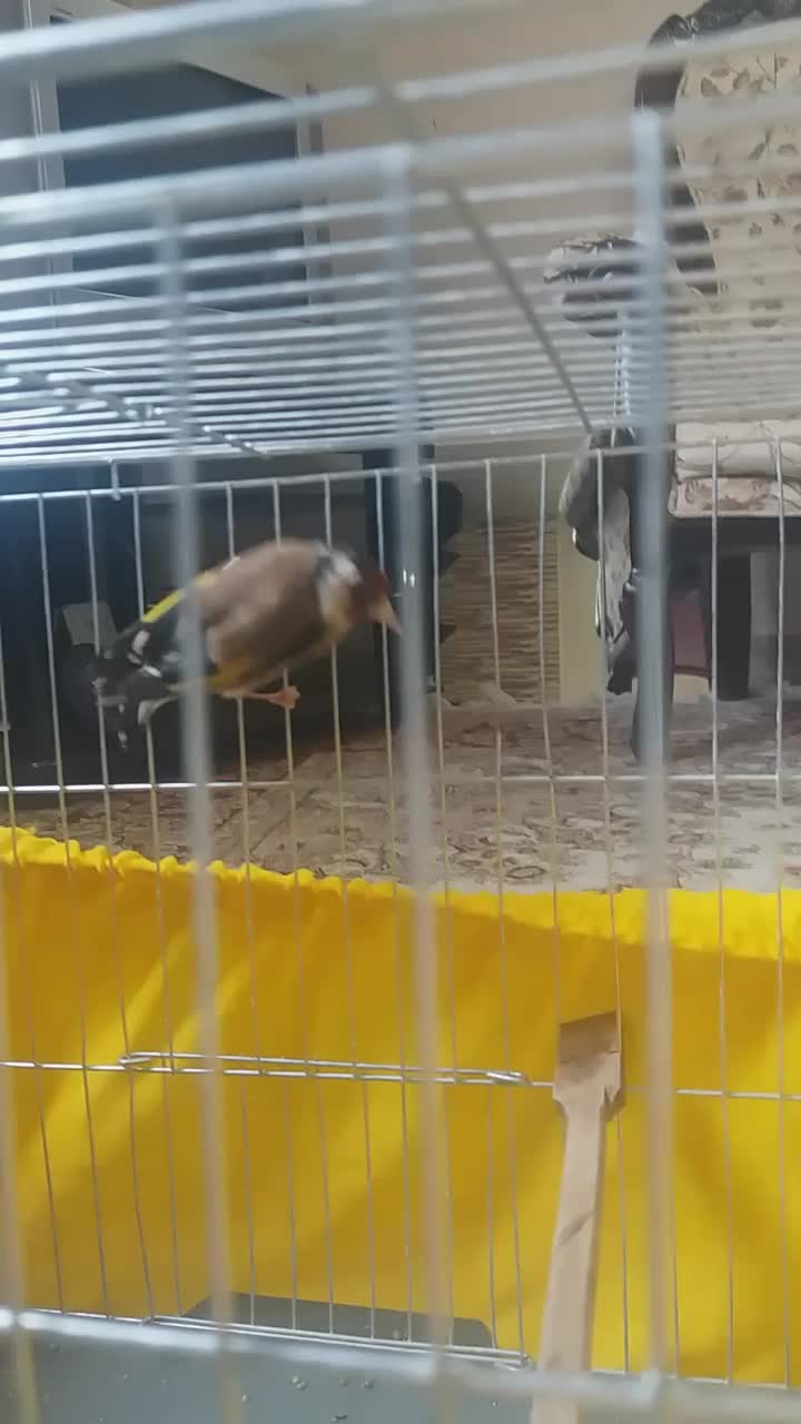 سهره ماده|پرنده|ری, شهید غیوری (ابن باویه)|دیوار