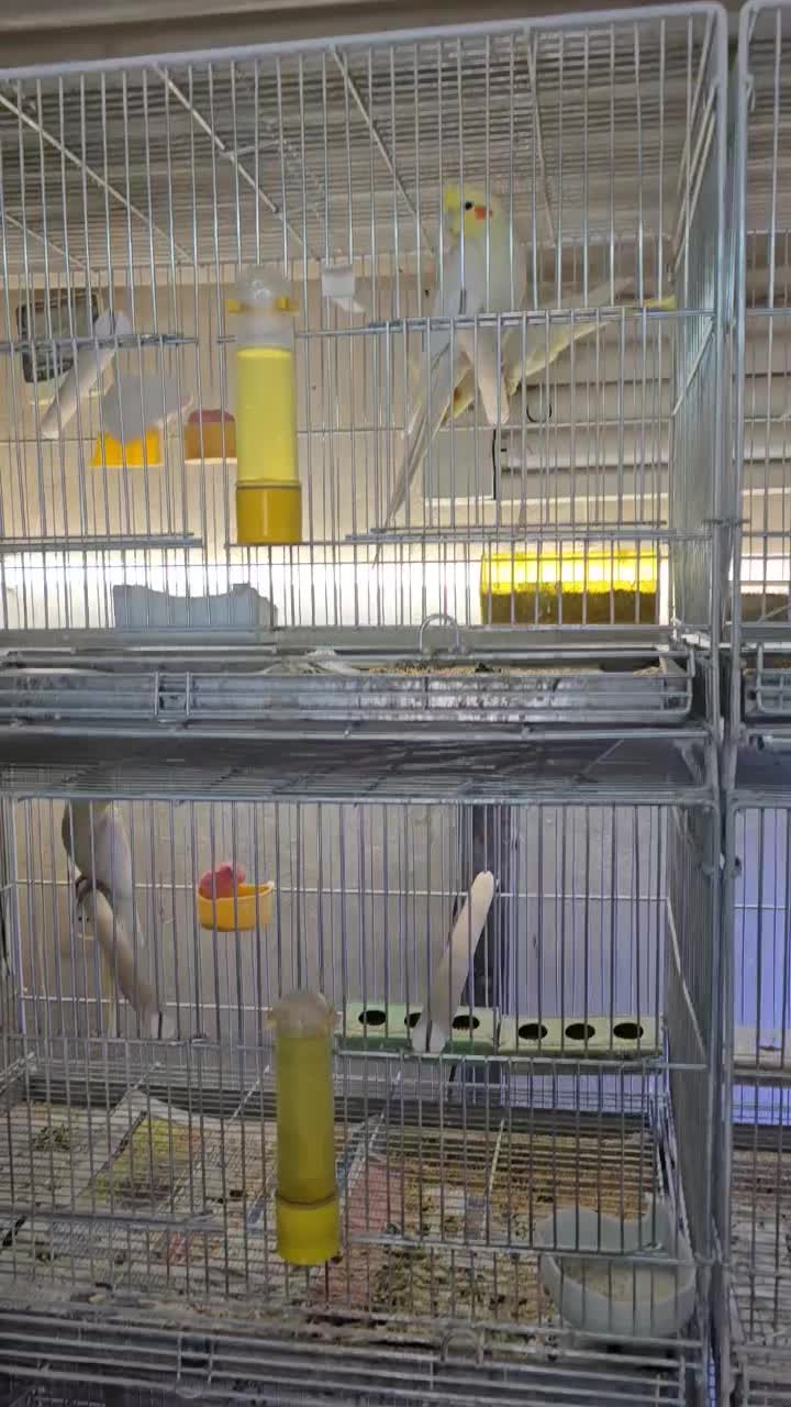 عروس هلندی مولدباآشیونه|پرنده|خمینی‌شهر, |دیوار