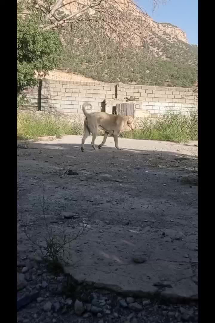 سگ پژدر|سگ|ایلام, |دیوار