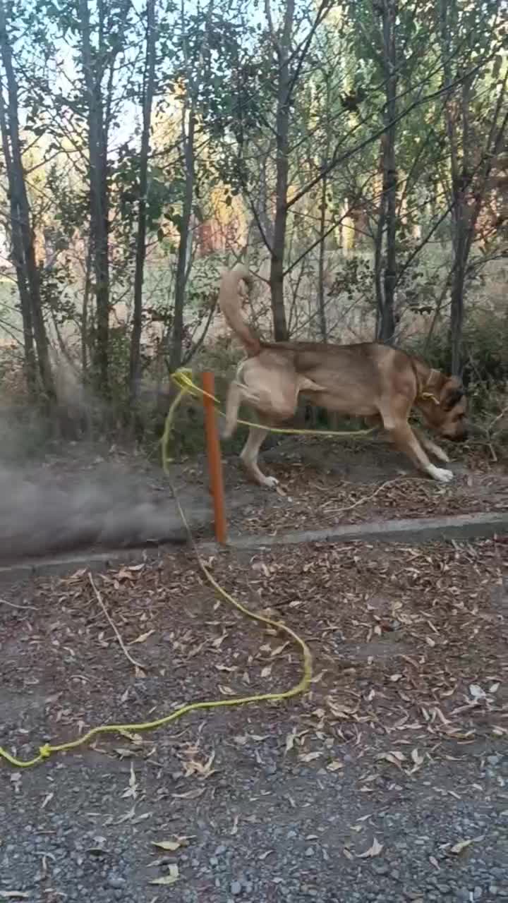 سگ سرابی نگهبان ۱۴ ماهه|سگ|سراب, |دیوار