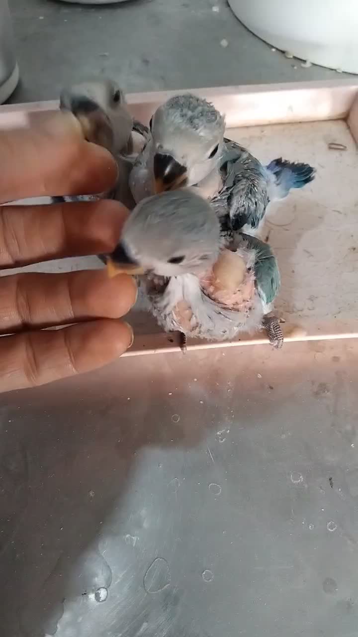 طوطی برزیلی|پرنده|پاکدشت, حصار امیر|دیوار