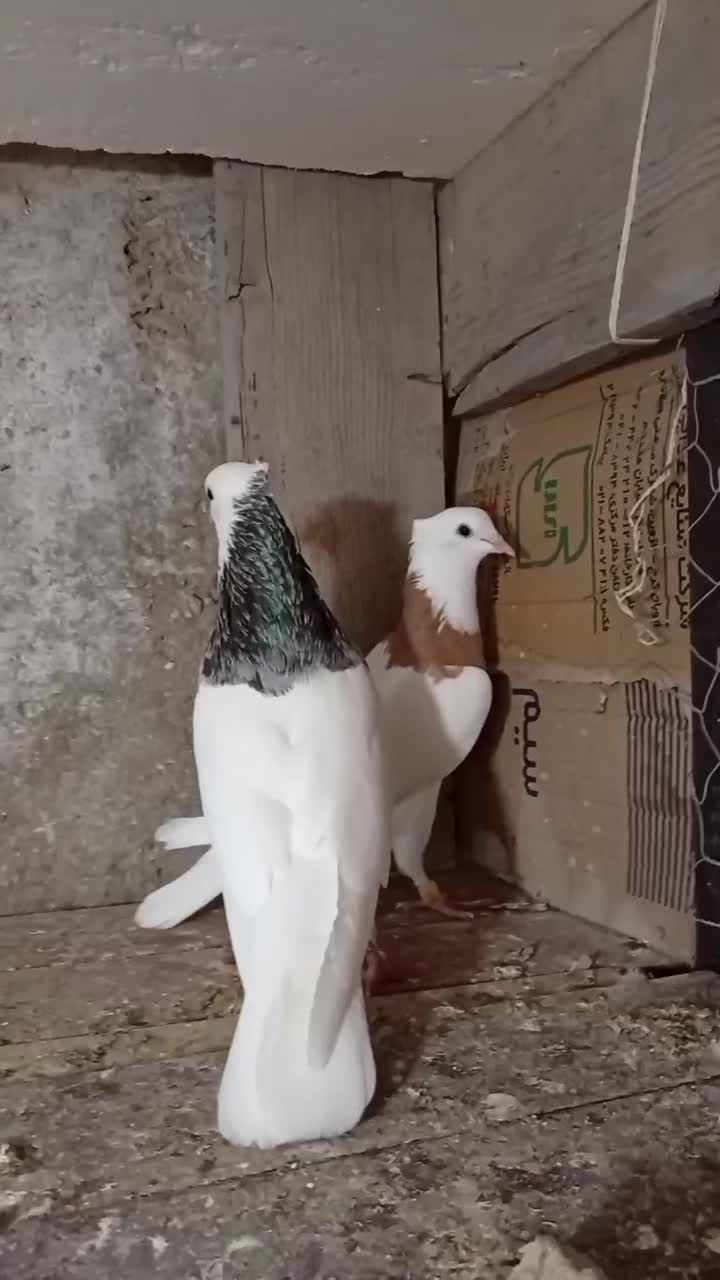 کبوتر|پرنده|قشم, |دیوار