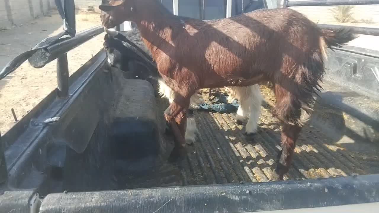 کهره نر|حیوانات مزرعه|جیرفت, |دیوار