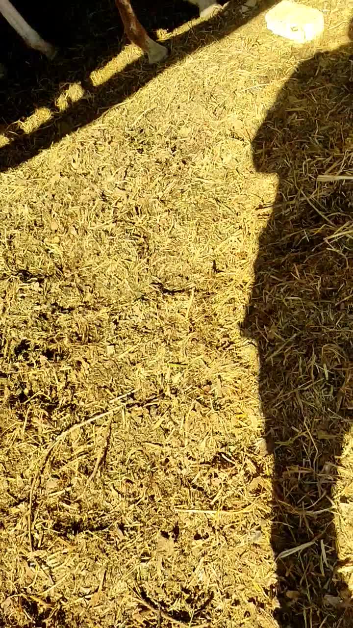 اسب|اسب و تجهیزات اسب‌سواری|رامشه, |دیوار