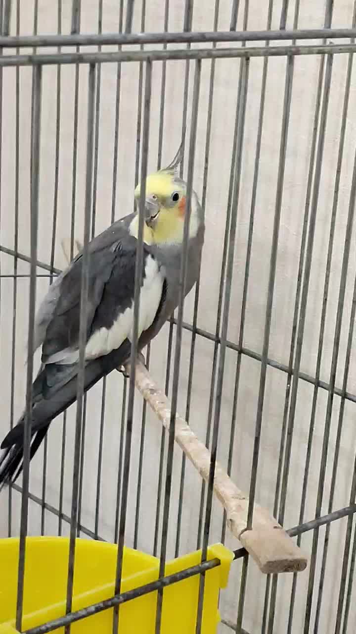 عروس هلندی|پرنده|اهواز, نادری|دیوار