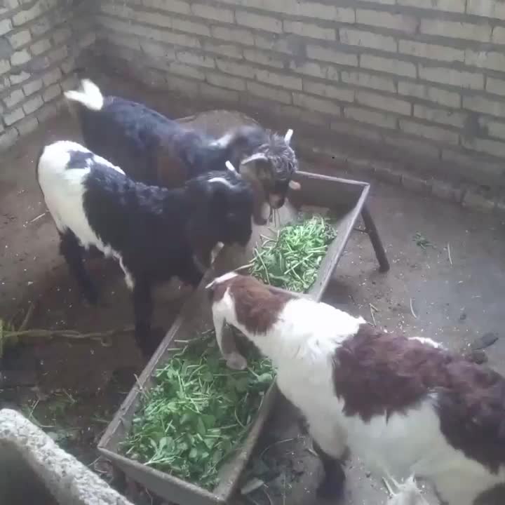 بز نر|حیوانات مزرعه|دزفول, |دیوار