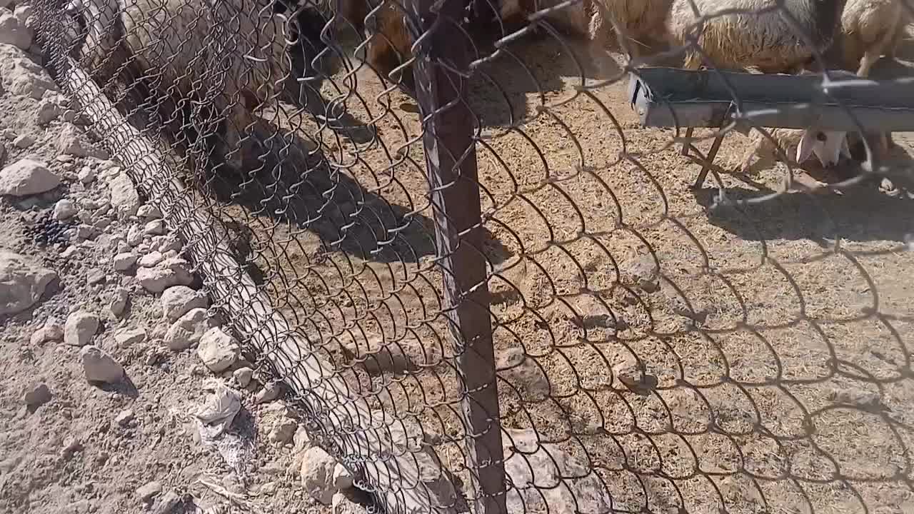 بره نر|حیوانات مزرعه|زاغه, |دیوار