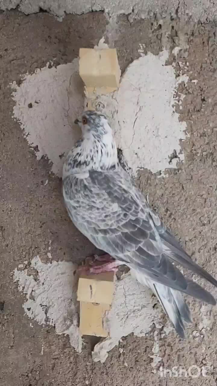 کفتر کبوتر بزک سینه سفید|پرنده|شیراز, دشت چنار|دیوار