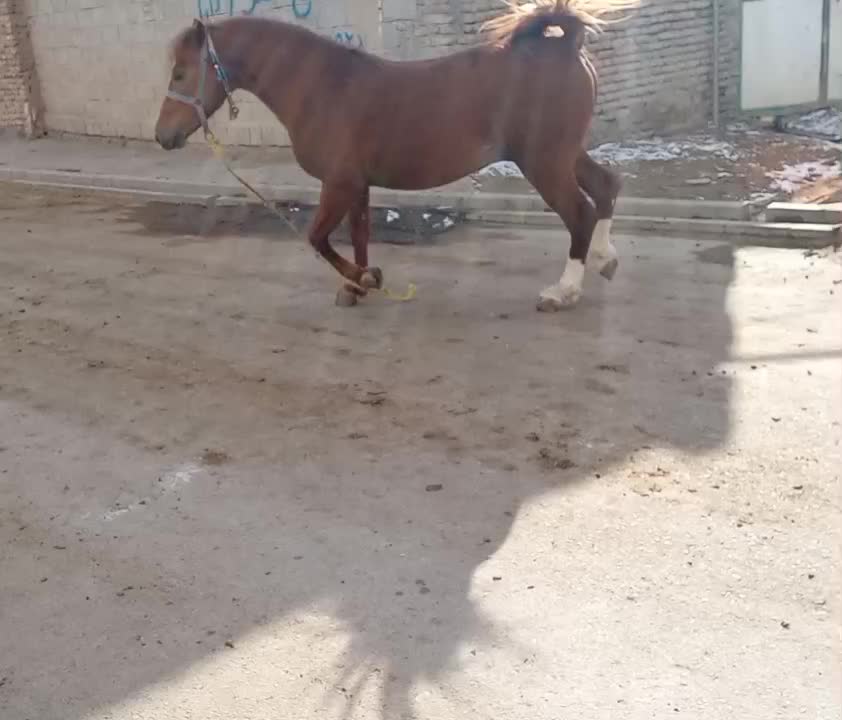 اسب ۳به۴سال|اسب و تجهیزات اسب‌سواری|بکتاش, |دیوار