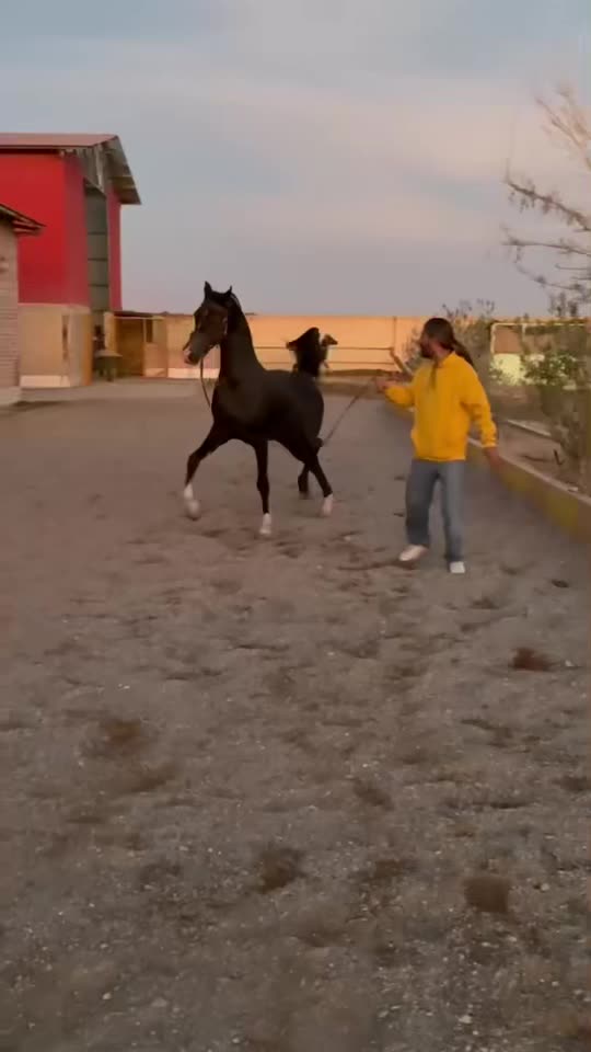 سیلمی دوسر مشکی جهت کشش|اسب و تجهیزات اسب‌سواری|یزد, |دیوار