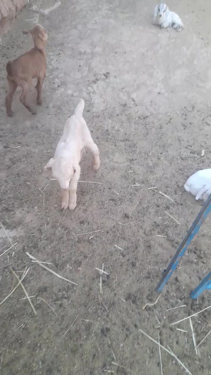 کره بزغاله نر وماده|حیوانات مزرعه|میبد, |دیوار