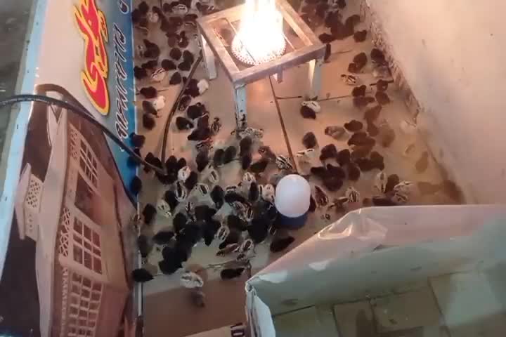 جوجه عربی یک روزه|حیوانات مزرعه|رامشیر, |دیوار