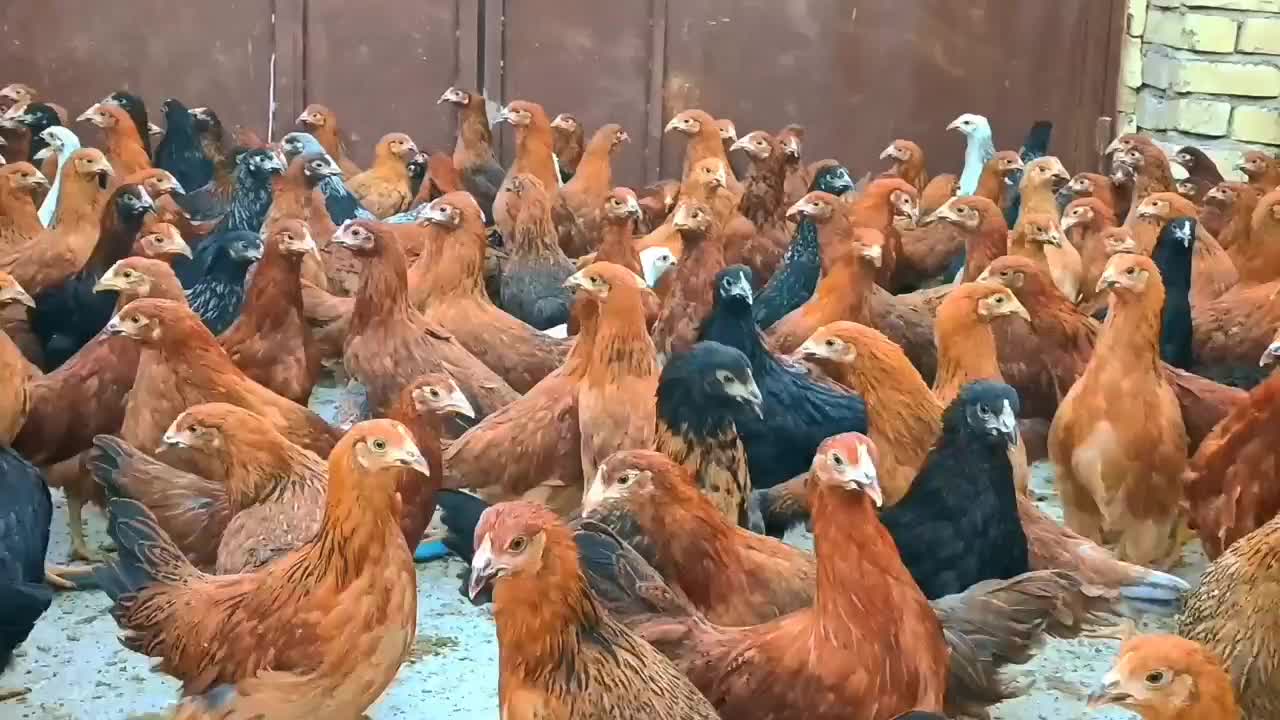 نیمچه مرغ اصل گلپایگانی اصلاح نژاد تخمگذار|حیوانات مزرعه|کاشان, خرمدشت|دیوار