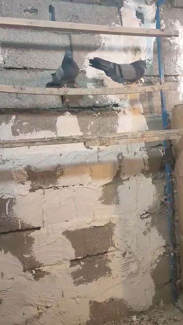 یه جفت سبز عتیقه|پرنده|نهاوند, |دیوار