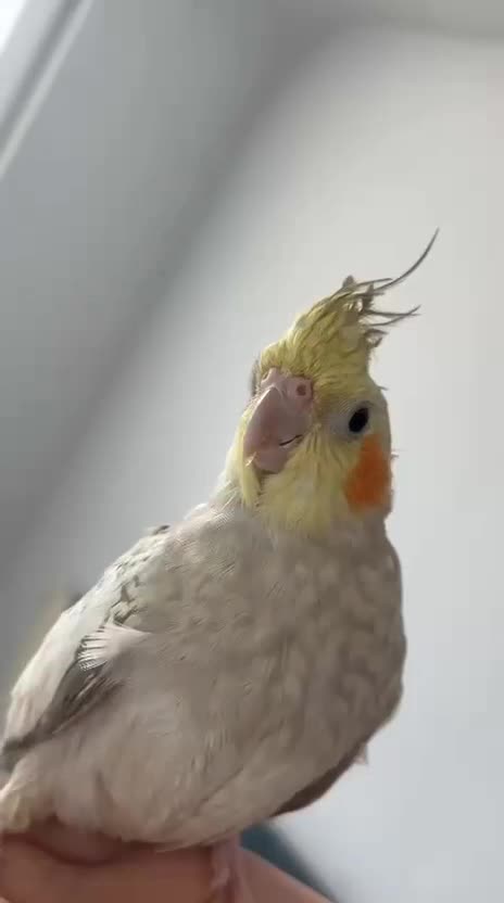 عروس ماده رام مولد|پرنده|کرمانشاه, |دیوار