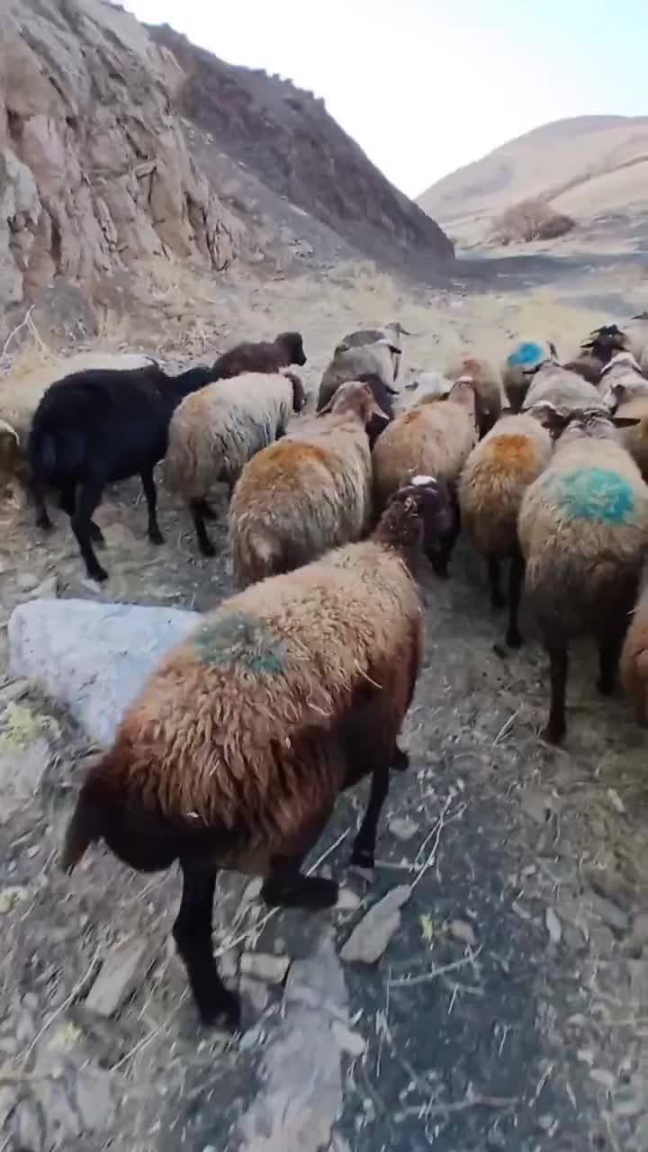 75گوسفند میش بابره|حیوانات مزرعه|کلیائی, |دیوار