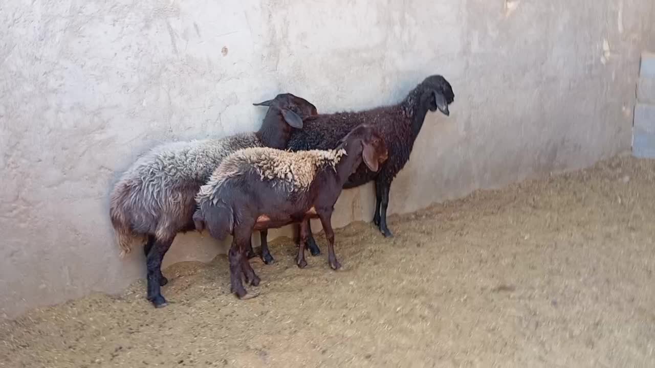 میش.. گوسفند..بره|حیوانات مزرعه|یزد, |دیوار