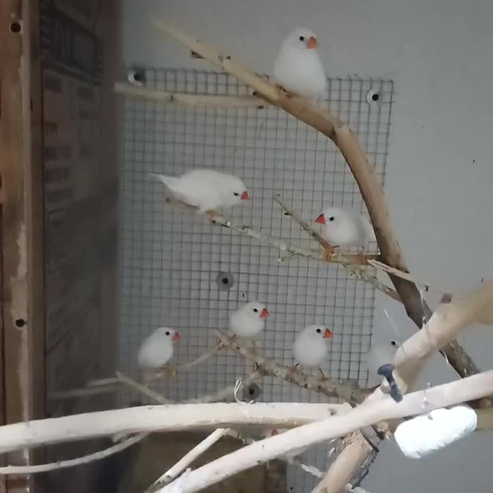 فنچ معمولی سفید بشرط مولد|پرنده|رامشیر, |دیوار