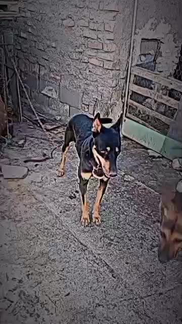 سلام یک جفت نر وماده ژرمن|سگ|زابل, |دیوار