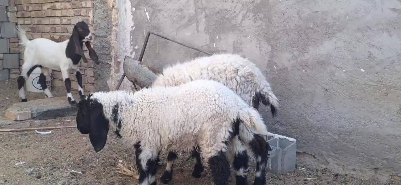 میش لتکی و بره|حیوانات مزرعه|سیب و سوران, |دیوار