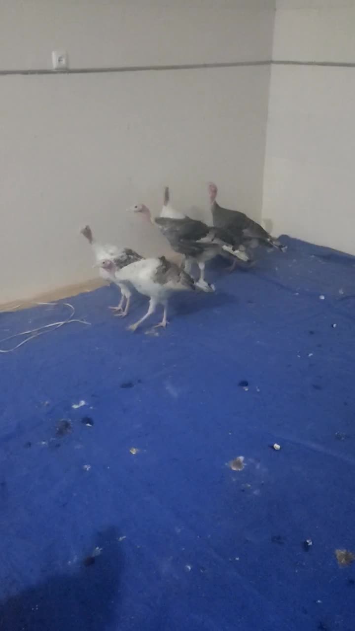 بوقلمون|حیوانات مزرعه|بم, |دیوار