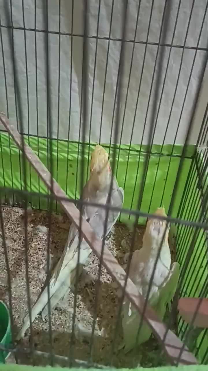 جفت عروس هلندی|پرنده|سمنان, |دیوار