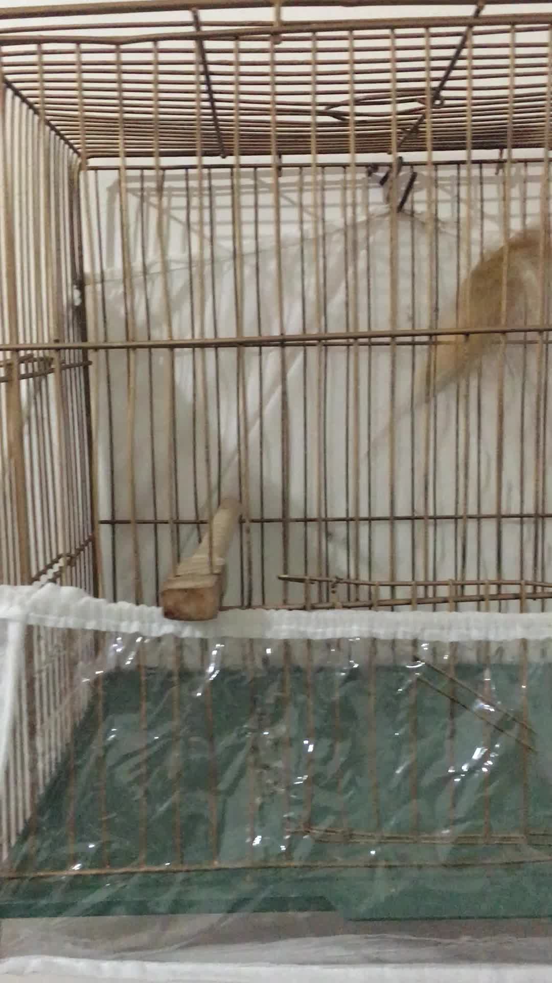 قناری نر|پرنده|ماهدشت, |دیوار