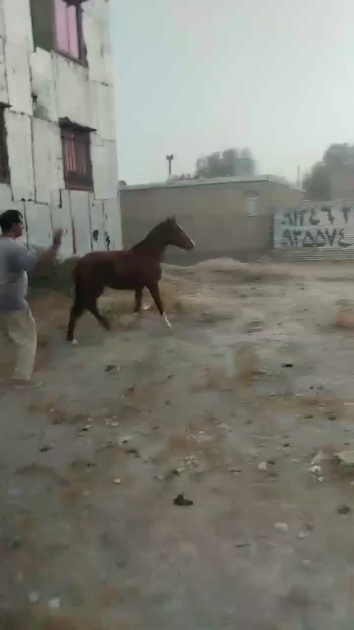 اسب کرد|اسب و تجهیزات اسب‌سواری|چهارباغ, |دیوار