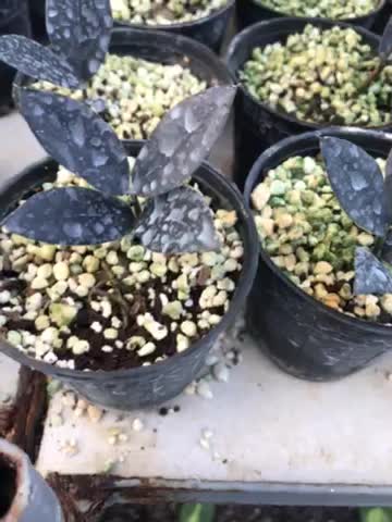 زامفولیا بلک|گل و گیاه طبیعی|گتاب, |دیوار