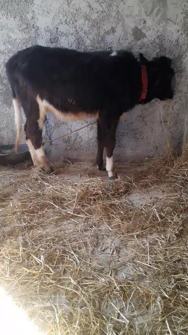 لیشه گاودورگ ۵ماهه خوش خوراک وسلامت|حیوانات مزرعه|صومعه‌سرا, |دیوار