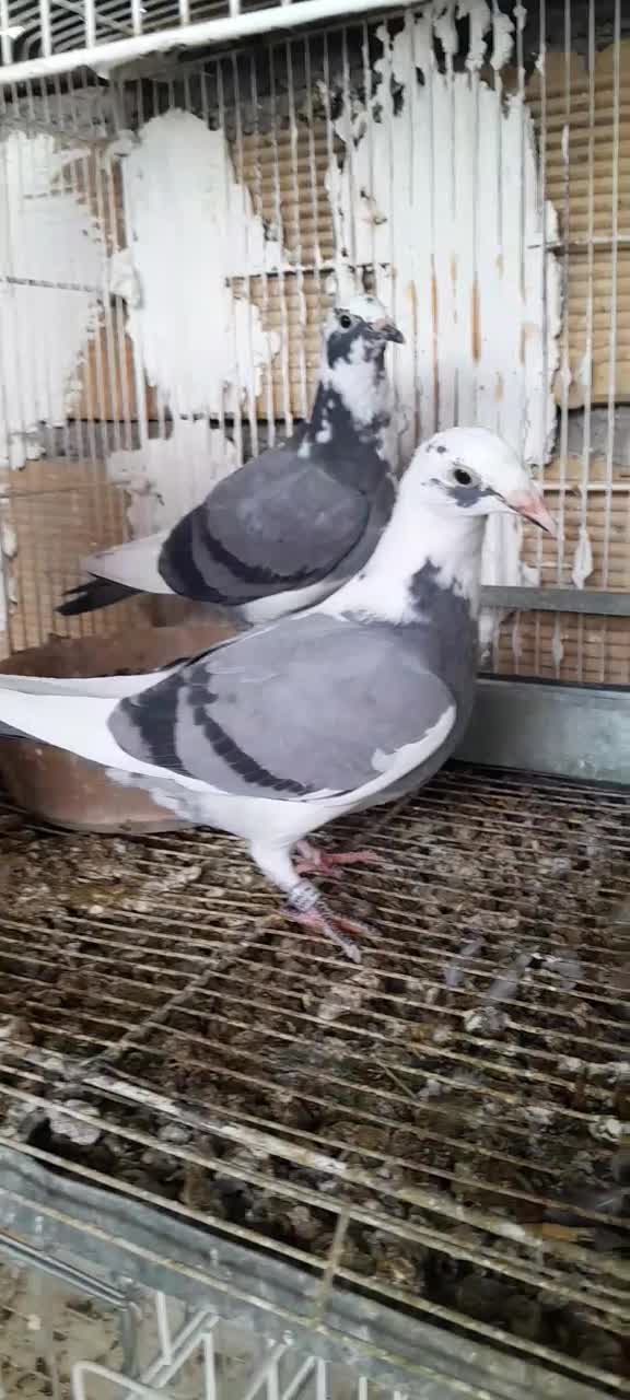 پلاکی|پرنده|بهبهان, |دیوار